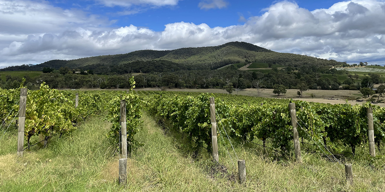 Briarty 9 Vineyard