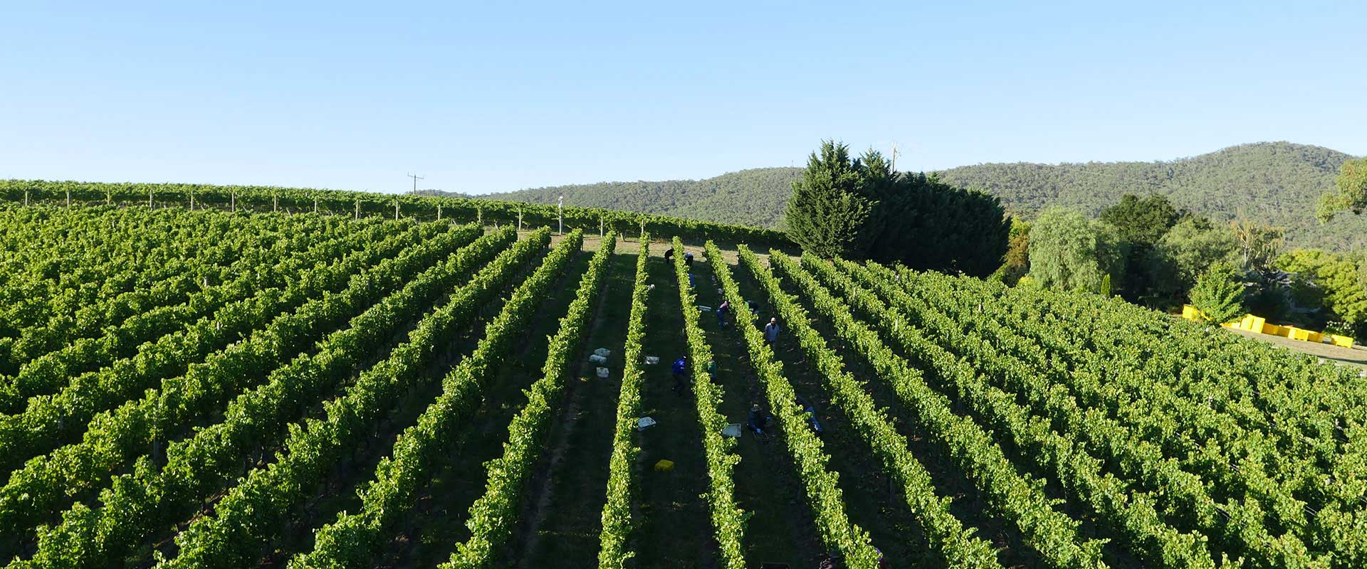 Vineyards