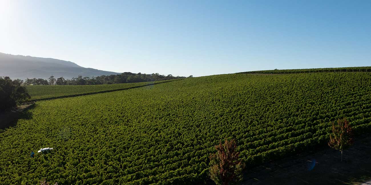 Isabella's Vineyard