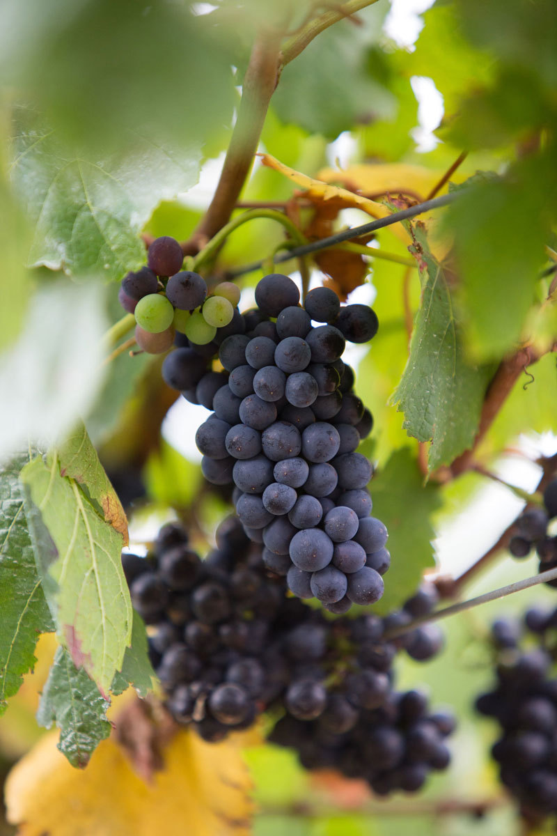 The Fruit