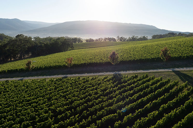 Vineyards